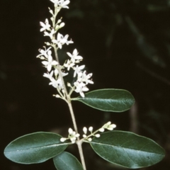 Ligustrum sinense (Narrow-leaf Privet, Chinese Privet) at Deua River Valley, NSW - 9 Nov 1998 by BettyDonWood