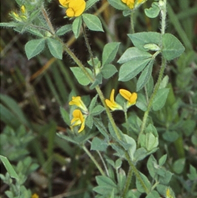 Lotus subbiflorus (Hairy Bird's Foot Trefoil) at Bomaderry, NSW - 28 Nov 1998 by BettyDonWood