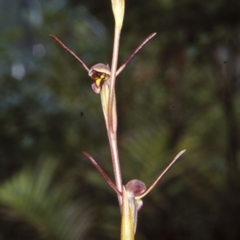 Orthoceras strictum (Horned Orchid) at Mogo State Forest - 9 Dec 1998 by BettyDonWood