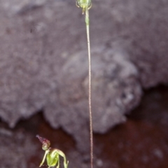 Caleana minor (Small Duck Orchid) at Murramarang National Park - 28 Nov 1998 by BettyDonWood