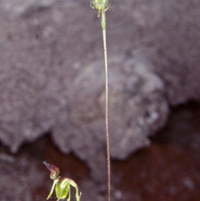 Caleana minor (Small Duck Orchid) at Murramarang National Park - 28 Nov 1998 by BettyDonWood