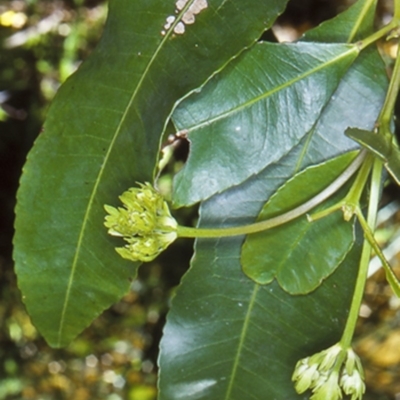 Ceratopetalum apetalum (Coachwood) at Monga National Park - 17 Oct 1998 by BettyDonWood