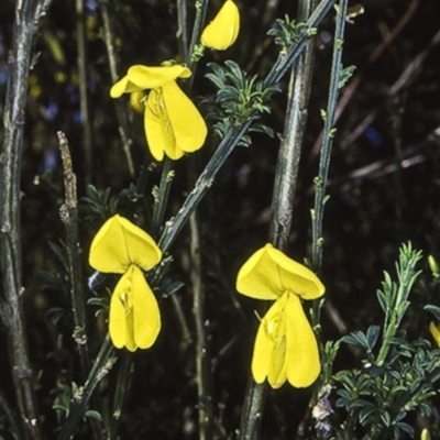 Cytisus scoparius subsp. scoparius (Scotch Broom, Broom, English Broom) at Termeil, NSW - 14 Oct 1998 by BettyDonWood