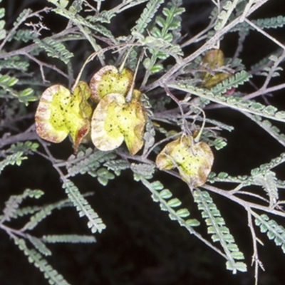 Dodonaea multijuga (A Hopbush) at Flat Rock State Forest - 16 Oct 1998 by BettyDonWood