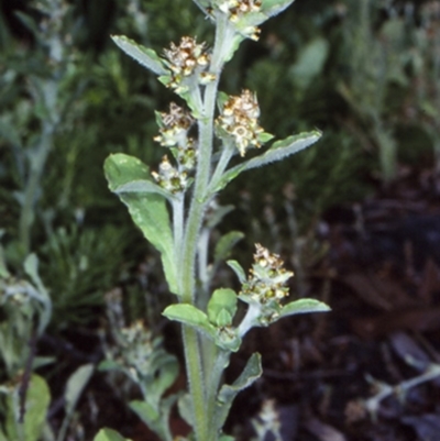 Gamochaeta pensylvanica (Pennsylvania Cudweed) at Bomaderry, NSW - 30 Sep 1998 by BettyDonWood