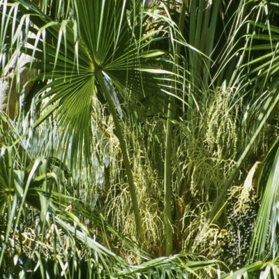 Livistona australis (Australian Cabbage Palm) at Murramarang National Park - 4 Oct 1998 by BettyDonWood