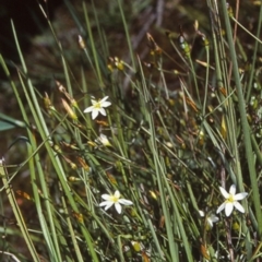 Thelionema umbellatum (Clustered Lily) at Ulladulla, NSW - 16 Oct 1998 by BettyDonWood