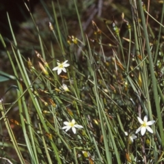 Thelionema umbellatum (Clustered Lily) at Ulladulla, NSW - 15 Oct 1998 by BettyDonWood