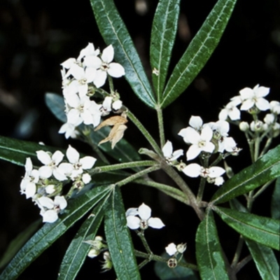 Zieria arborescens subsp. arborescens (Stinkwood) at Morton, NSW - 16 Oct 1998 by BettyDonWood