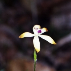 Caladenia testacea (Honey Caladenia) at Yerriyong State Forest - 29 Sep 1998 by BettyDonWood