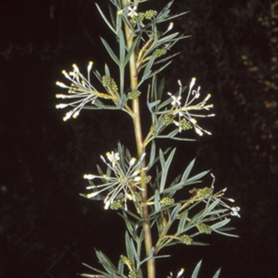 Grevillea 'White Wings' at Morton National Park - 15 Sep 1998 by BettyDonWood