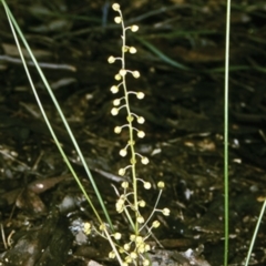 Lomandra cylindrica (Needle Mat-rush) at Mundamia, NSW - 16 Sep 1998 by BettyDonWood