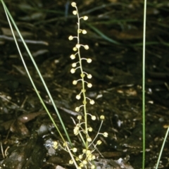 Lomandra cylindrica (Needle Mat-rush) at Mundamia, NSW - 15 Sep 1998 by BettyDonWood