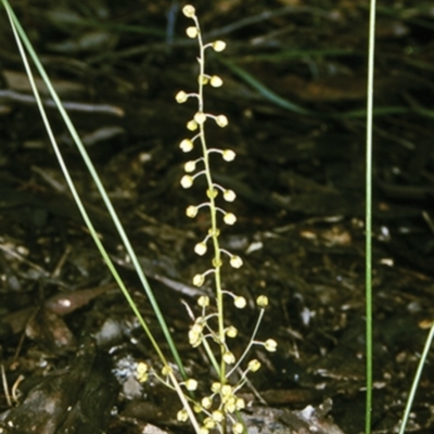 Lomandra cylindrica (Needle Mat-rush) at Mundamia, NSW - 15 Sep 1998 by BettyDonWood