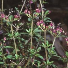 Pomax umbellata (A Pomax) at North Nowra, NSW - 15 Sep 1998 by BettyDonWood