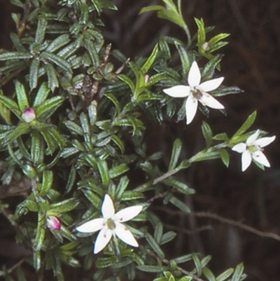 Rhytidosporum procumbens (White Marianth) at Wandandian, NSW - 13 Aug 1998 by BettyDonWood