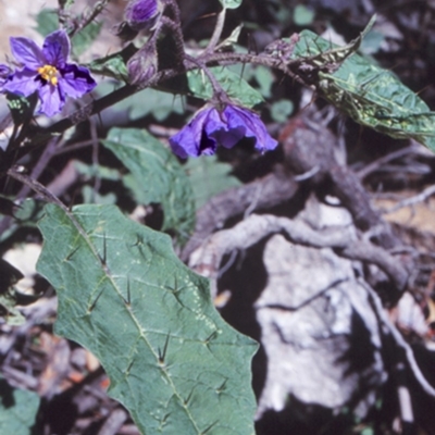 Solanum silvestre (Violet Nightshade) at Monga National Park - 25 Sep 1998 by BettyDonWood