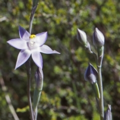 Thelymitra pauciflora (Slender Sun Orchid) at North Nowra, NSW - 1 Oct 1998 by BettyDonWood