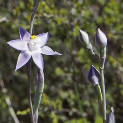 Thelymitra pauciflora (Slender Sun Orchid) at North Nowra, NSW - 1 Oct 1998 by BettyDonWood
