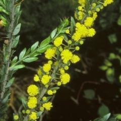 Acacia paradoxa (Kangaroo Thorn) at Batemans Bay, NSW - 10 Aug 1998 by BettyDonWood