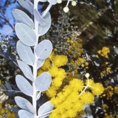 Acacia podalyriifolia (Queensland Silver Wattle) at Mundamia, NSW - 6 Jun 1998 by BettyDonWood