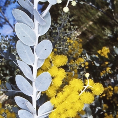 Acacia podalyriifolia (Queensland Silver Wattle) at Mundamia, NSW - 5 Jun 1998 by BettyDonWood