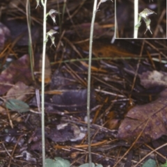 Acianthus fornicatus (Pixie-caps) at South Pacific Heathland Reserve - 7 Jun 1998 by BettyDonWood