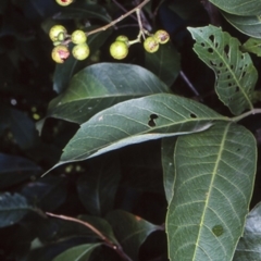 Alectryon subcinereus (Native Rambutan) at Milton, NSW - 2 Jul 1998 by BettyDonWood