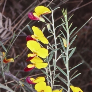 Bossiaea heterophylla at Mundamia, NSW - 6 Jun 1998 12:00 AM