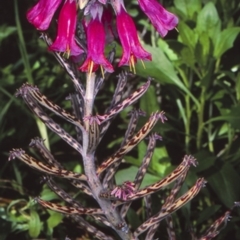 Bryophyllum delagoense (Mother-of-millions) at Batemans Bay, NSW - 10 Aug 1998 by BettyDonWood