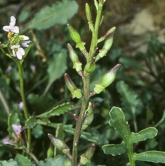 Cakile maritima (Sea Rocket) at Tomakin, NSW - 2 Jul 1998 by BettyDonWood