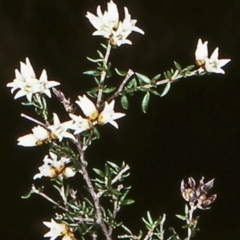 Cryptandra propinqua (Silky Cryptandra) at Jervis Bay National Park - 7 Jun 1998 by BettyDonWood