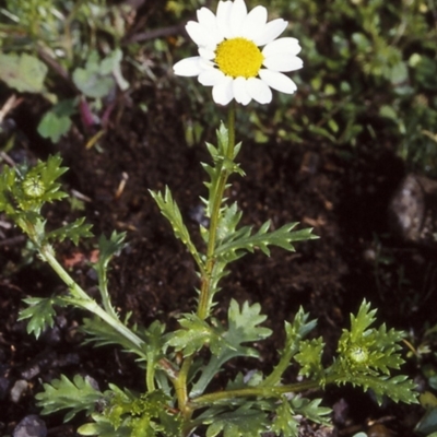 Leucanthemum vulgare (Ox-eye Daisy) at Milton, NSW - 2 Jul 1998 by BettyDonWood