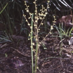 Lomandra micrantha subsp. tuberculata (Small-flowered Mat-rush) at North Nowra, NSW - 6 Jun 1998 by BettyDonWood