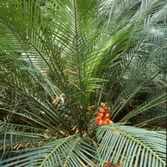 Macrozamia communis (Burrawang) at Buckenbowra State Forest - 8 Jun 1998 by BettyDonWood