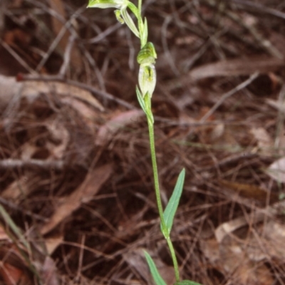 Pterostylis longifolia (Tall Greenhood) at Benandarah State Forest - 11 Aug 1998 by BettyDonWood