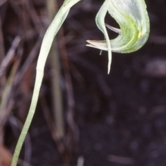 Pterostylis nutans (Nodding Greenhood) at Mogo State Forest - 3 Jul 1998 by BettyDonWood