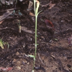 Pterostylis parviflora (Tiny Greenhood) at North Nowra, NSW - 5 Jun 1998 by BettyDonWood
