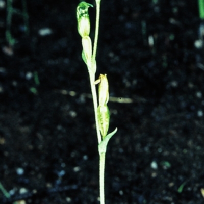 Pterostylis parviflora (Tiny Greenhood) at Bomaderry, NSW - 1 Jul 1998 by BettyDonWood