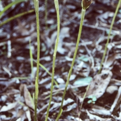 Pterostylis oblonga (Coastal Maroonhood) at Murramarang National Park - 11 Aug 1998 by BettyDonWood