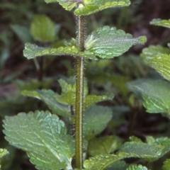 Stachys arvensis (Stagger Weed) at North Batemans Bay, NSW - 8 Jun 1998 by BettyDonWood