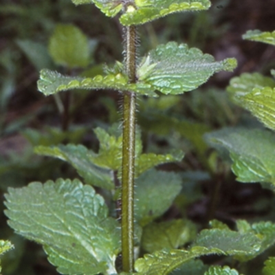 Stachys arvensis (Stagger Weed) at North Batemans Bay, NSW - 8 Jun 1998 by BettyDonWood