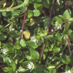 Stellaria media (Common Chickweed) at Batemans Bay, NSW - 10 Aug 1998 by BettyDonWood