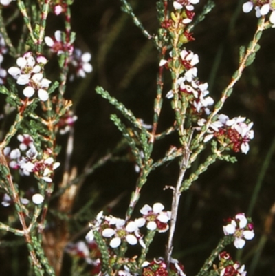Baeckea brevifolia (Short-leaved Baeckea) at Undefined - 22 Feb 1998 by BettyDonWood