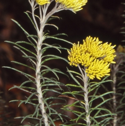 Cassinia cunninghamii (Cunninghams Everlasting) at Barringella, NSW - 21 Jan 1998 by BettyDonWood