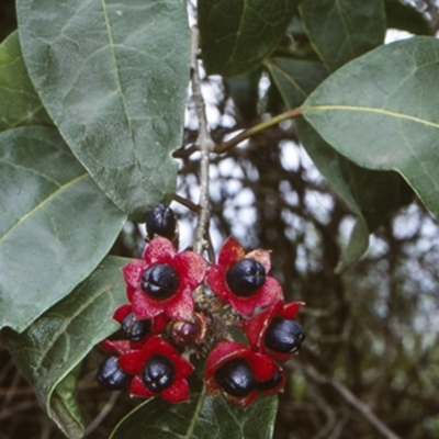 Clerodendrum tomentosum (Hairy Clerodendrum) at Undefined - 22 Jan 1998 by BettyDonWood