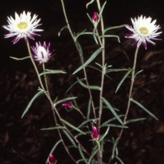 Coronidium waddelliae (Branched Everlasting) at Morton National Park - 4 Feb 1998 by BettyDonWood