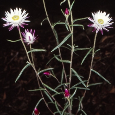 Coronidium waddelliae (Branched Everlasting) at Morton National Park - 4 Feb 1998 by BettyDonWood