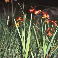 Crocosmia x crocosmiiflora (Montbretia) at Undefined - 21 Jan 1998 by BettyDonWood