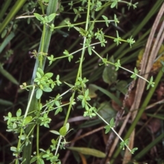 Galium leiocarpum (Maori Bedstraw) at Mogo State Forest - 27 Jan 1998 by BettyDonWood